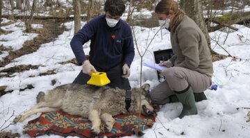 سرطان گرگ-چرنوبیل.jpg