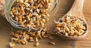 تاثیر پودر جوانه گندم بر چاقی صورت