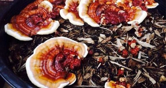 موارد منع مصرف قارچ گانودرما