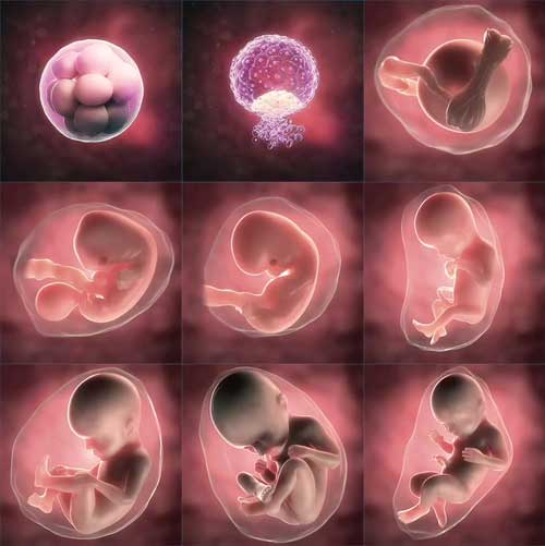 مراحل رشد جنین هفته به هفته با عکس در رحم مادر