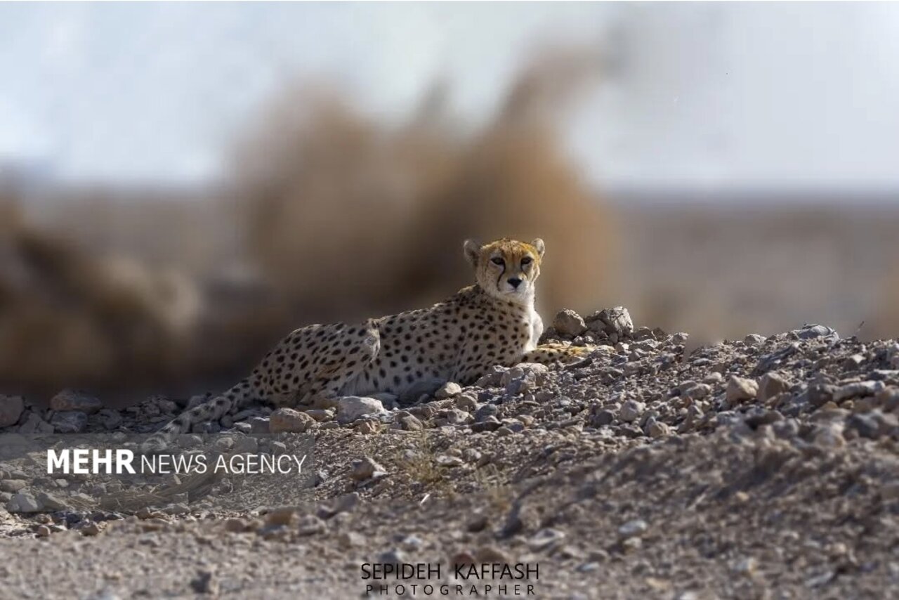 انقراض یوزپلنگ آسیایی در صورت تامین نشدن اعتبارات حفاظت قطعی است  - خبرگزاری مهر | اخبار ایران و جهان