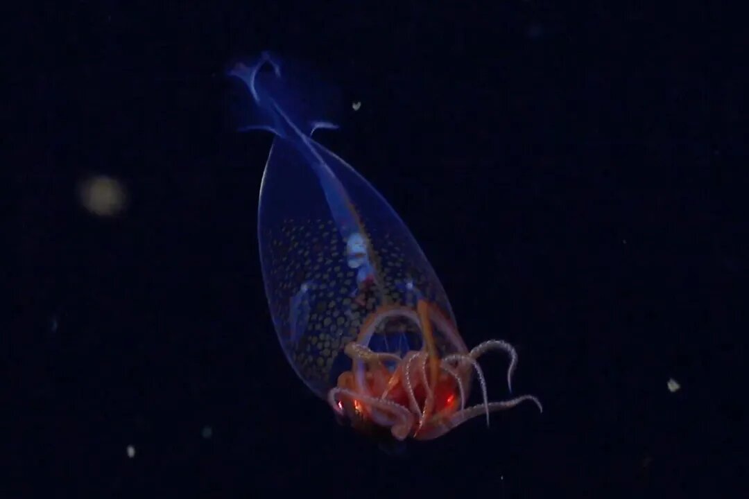 کشف غیرمنتظره در اعماق دریا / ثبت اولین تصویر از بزرگ‌ترین ماهی مرکب دنیا