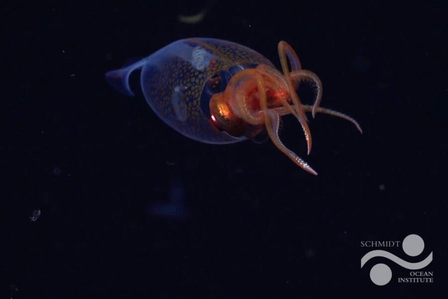 ملاقات با سایه‌های اعماق: اختاپوس افسانه‌ای از تاریکی بیرون آمد /عکس