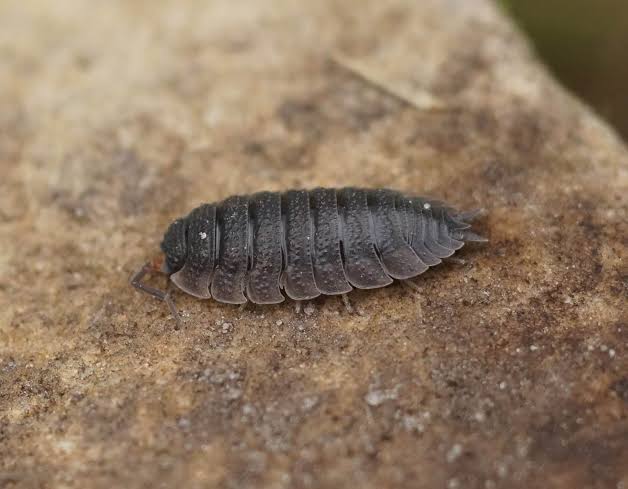 خرخاکی یا گوخدا (گاوخدا) Woodlouse