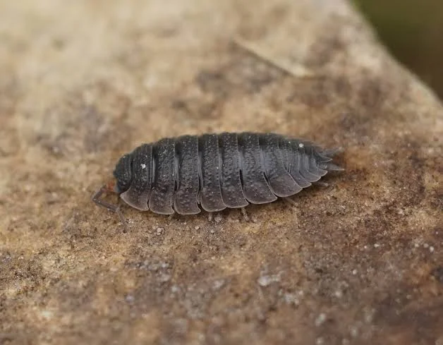 خرخاکی یا گوخدا (گاوخدا) Woodlouse